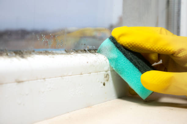 Best Commercial Mold Remediation in Dianapolis, IN